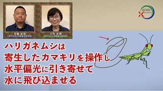 ハリガネムシは寄生したカマキリを操作し水平偏光に引き寄せて水に飛び込ませる