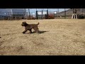 【🐶ドッグラン】マーキング覚えました🙅 平日でお友達が全然いなかった😱トイプードル