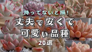 丈夫で安くて可愛いエケベリア20選！| 多肉植物 | ガーデニング