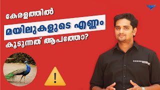 കേരളത്തിൽ മയിലുകളുടെ വർദ്ധനവും  കാലാവസ്ഥ വ്യതിയാനവും | Climate Change And Peacocks