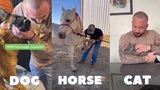 A SATISFYING Compilation of Animal Chiropractic Adjustments | ASMR sounds of breaking & Stretching