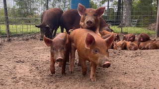 Our First Litter of Red Wattle Piglets