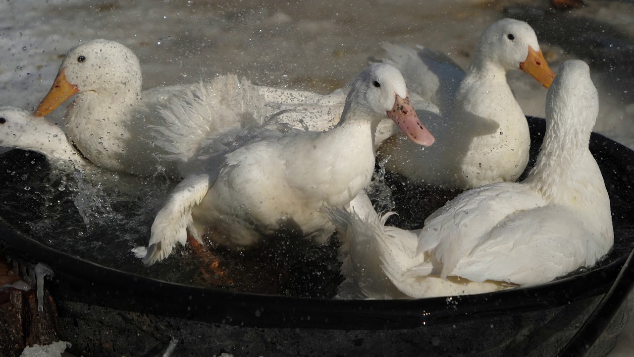 Ducks Taking A Bath Youtube
