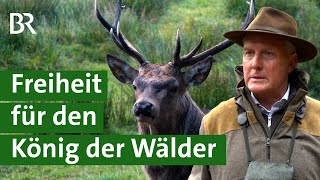 Wie sinnvoll sind Reservate für Hirsche? Diskussion um Jagd auf Rotwild | Unser Land | BR