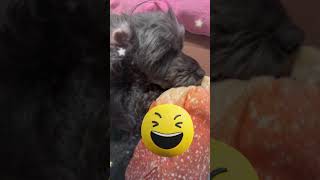 【ASMR】愛犬ポメプーのいびきがデカすぎて草w🤣🤣#shorts #asmr #いびき #dog #ポメプー #面白い #犬 #イヤホン推奨  #寝る犬 #夢見てる犬 #音フェチ #可愛い