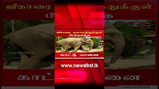 News 1st விகாரை வளாகத்துக்குள் பிரவேசித்த காட்டு யானை