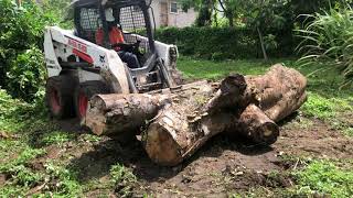 Bobcat s630 Clearing Land (!!!!!MOVING HUGE TREE TRUNKS!!!!!!)