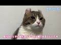 【緊急】そり耳猫もすけが血を吐いてしまいました