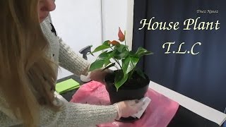 A Little TLC For My House Plants ASMR Spraying ~ Wiping