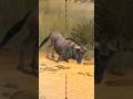 Bison sniper target by sniper #trending #foryou #viralvideo #viralshort #gaming #animals #shorts