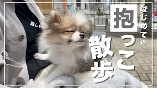 【はじめての抱っこ散歩】生後３ヶ月のポメラニアン子犬と日向ぼっこしてきました