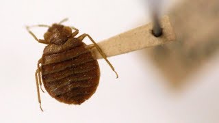 University students find bedbugs in their classroom