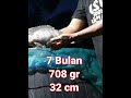 Ikan Nila 708 gr pada Kolam Bioflok