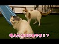 中庭にたぬきが出没しました【関西弁でしゃべる猫】 【猫アテレコ】