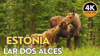 Estônia Selvagem: Um Refúgio Natural para Alces e Vida Selvagem