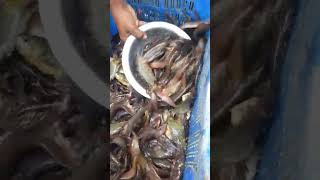 নদীর দেশি মাছ #riverfish #deshifish #fishingvideo