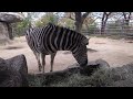 【ＡＳＭＲ】シマウマさん草を食べる咀嚼音（王子動物園） asmr ms. zebra s grass eating roar oji zoo