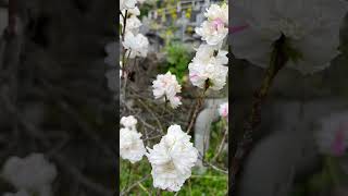 【お花見】みなさ〜ん、桜が満開ですよー🌸