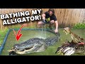 Bathing my ALLIGATOR!