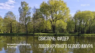 Свислочь. Фидер. Ловля крупного белого амура