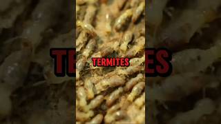 Hidden Money Eaten by Termites #clips #podcast