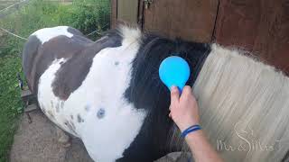 How to braid a horses mane and forelock