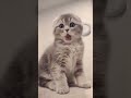 cat kitten cute catlover cutecat кот funny canada