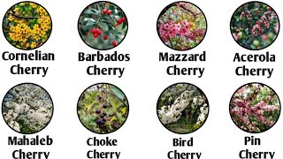 Every Forgotten Cherry Explained