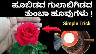 ನಿಮ್ಮ ಗುಲಾಬಿ ಗಿಡ ಹೂ ಬಿಡುತ್ತಿಲ್ಲವೇ? ಈ ಸಿಂಪಲ್ ಟ್ರಿಕ್ ಮಾಡಿ ನೋಡಿ Simple trick for flowers in Rose Plant