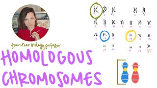 What Are Homologous Chromosomes?
