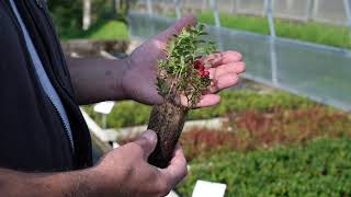 Visite vivaio forestale di Pian dei Spini con Veneto Agricoltura