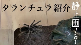 我が家のタランチュラを紹介【カーリーヘアタランチュラ】