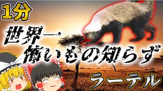 1分で分かるラーテル　【世界一怖いもの知らずの動物】