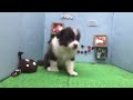 ペットショップ犬の家刈谷店【ボーダー・コリー】【106950】