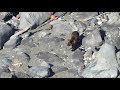 隠した餌を食べるヒグマ 知床 brown bear eating hidden food shiretoko