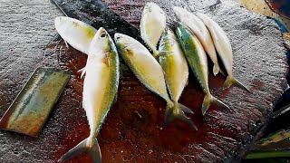 Indian Mackerel Fish Cutting | Fish Cutting Skills