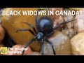 Venomous black widow spiders in Canada?