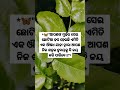 🦋ଯିଏ ସରଳ ବିଶ୍ବାସୀ ସେ ସବୁବେଳେ... 🦋ଭଲ ମଣିଷଟିଏ ହେବା ପାଁଇ ଚାହୁଁଛନ୍ତି କି ତାହାଲେ ଦେଖନ୍ତୁ 🦋v 121🦋 shorts