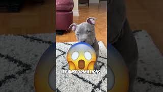 The 3 Scariest Dog Transformations | Cute to Deadly 😨