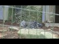 ユキヒョウ赤ちゃん　フクくんつぶらな瞳でママを見つめる　2017.11月 snow leopard cub