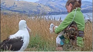 Royal Albatross ~ Morning Weight \u0026 Health Check! Chick Weighs 370g! Feeding By LGL 🐥 1.25.24