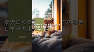 柴犬のくるんとした寝方の秘密！日本犬の生き抜く知恵【雑学】 #柴犬 #雑学 #トリビア #犬雑学 #どうでもトリビア #shorts