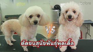 ตัดขน น้องหมาพุดเดิ้ล🐩Poodle Grooming🛁✂️❤