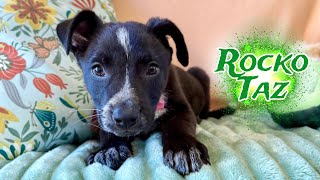 Rocko Taz is the shining (puppy) star for you! 🌟🐾