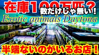 【ショップ訪問】在庫100万匹⁉︎数も凄いが質も凄い生き物がいるお店！熱帯魚アクアリウム　爬虫類　哺乳類