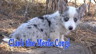 Clark the Merle Corgi