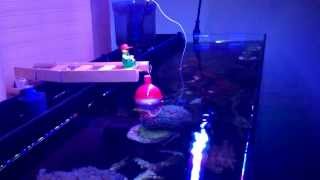 Innovative marine nuvo 24 gallon 4months :D