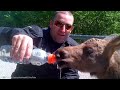 Animals That Asked People for Help & Kindness  Best Moments of Spring !