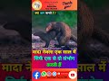 mongoose नेवला के बारे में रोचक तथ्य 🥶🦨 sorts viral facts animals trending ytshort