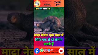 mongoose (नेवला)के बारे में रोचक तथ्य 🥶🦨#sorts #viral #facts #animals #trending #ytshort